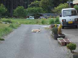 宮崎県上鹿川や福岡市近郊でのフライフィッシング